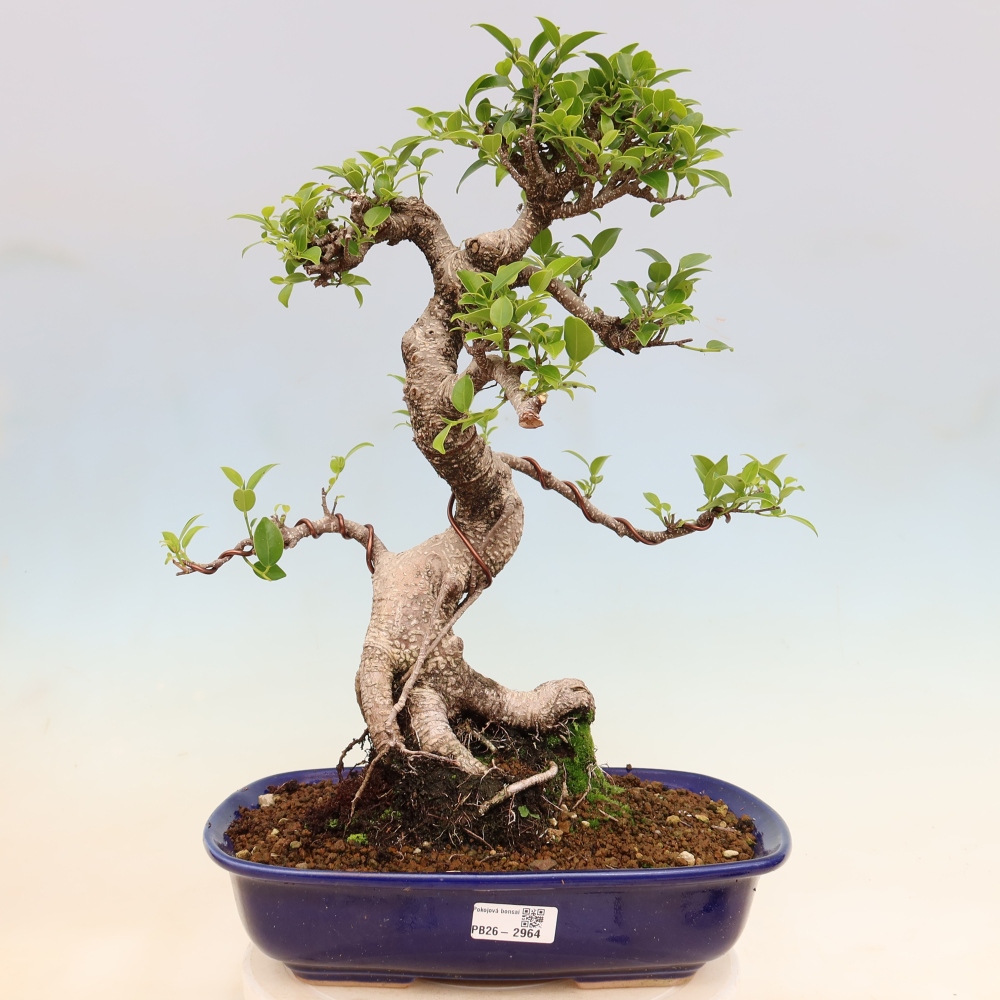 Izbové bonsaje - Ficus kimmen - drobnolistý fikus
