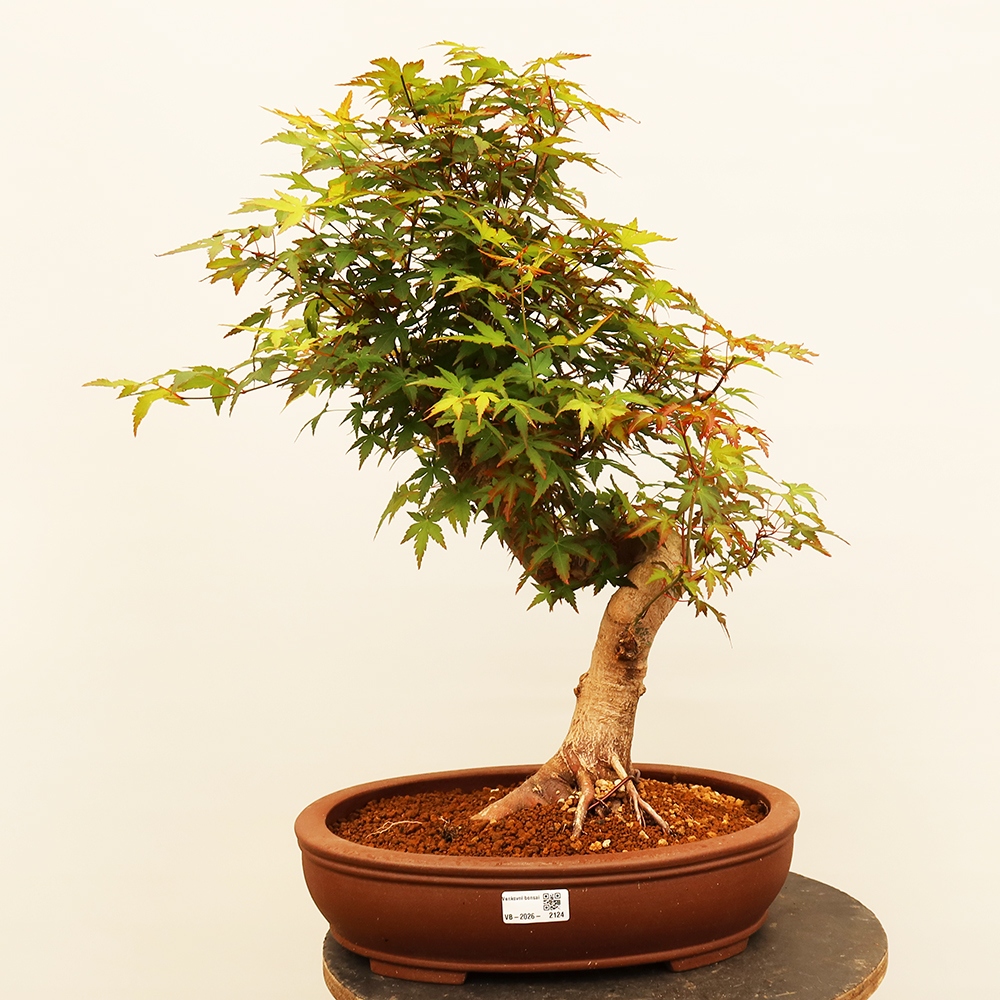 Vonkajšie bonsaje - Maple palmatum - Palmy