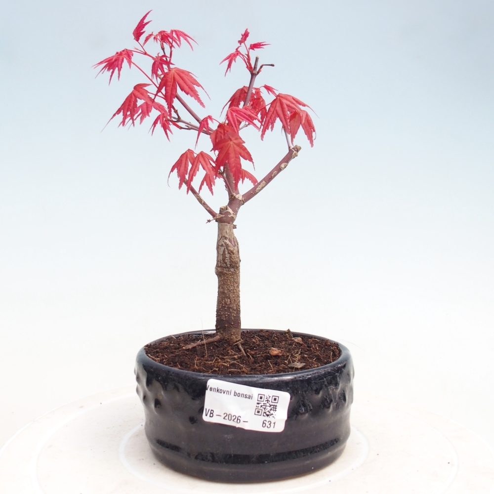 Vonkajší bonsaj - Acer palmatum DESHOJO