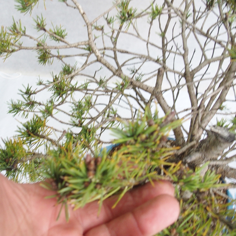 Yamadori - Pinus sylvestris 