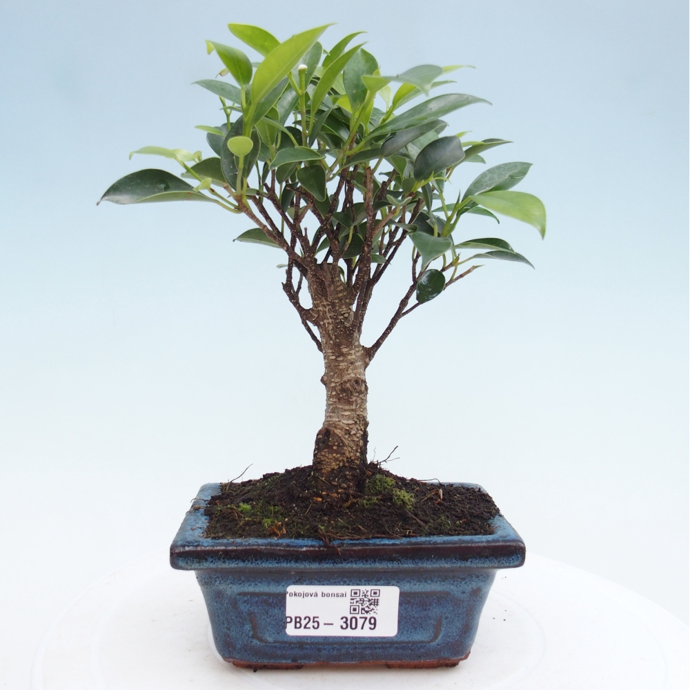 Izbová bonsai - Malolistý fikus - Ficus kimmen