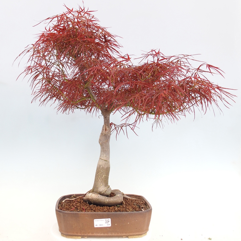 Vonkajší bonsai - Javor dlanitolistý - Acer palmatum RED PYGMY