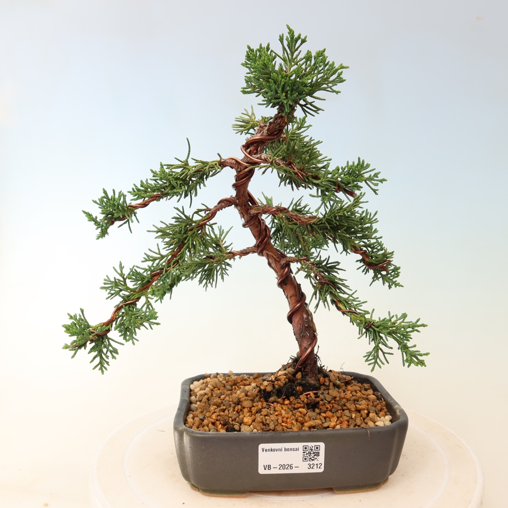 Vonkajší bonsaj - Juniperus chinensis Kishu