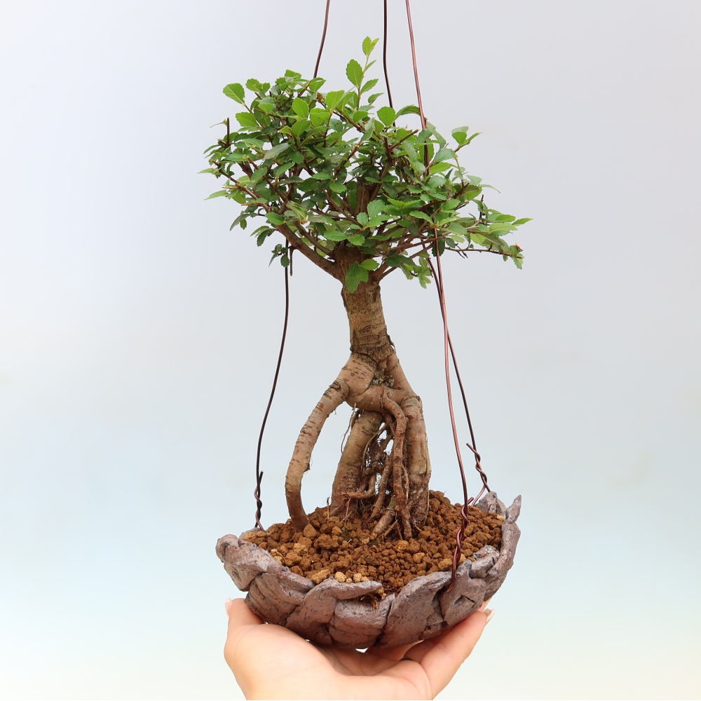 Kokedama v keramike – Ulmus parvifolia – jaseň malolistý