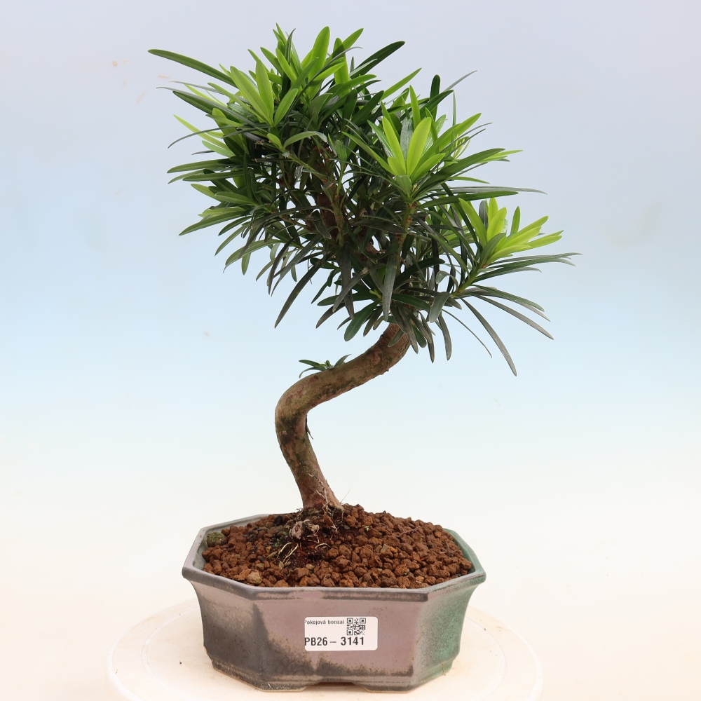 Izbové bonsaje - Podocarpus - Kamenný tis