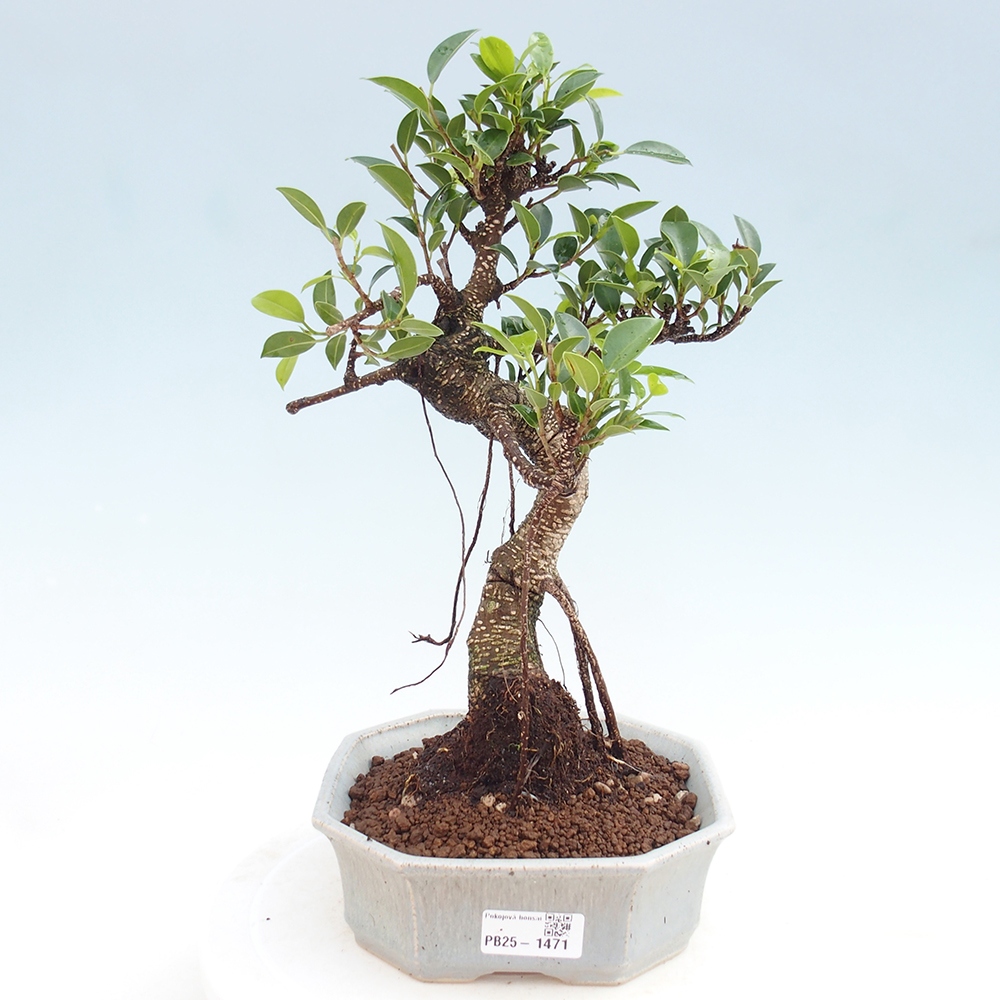 Izbová bonsai - Ficus retusa - malolistá fikus