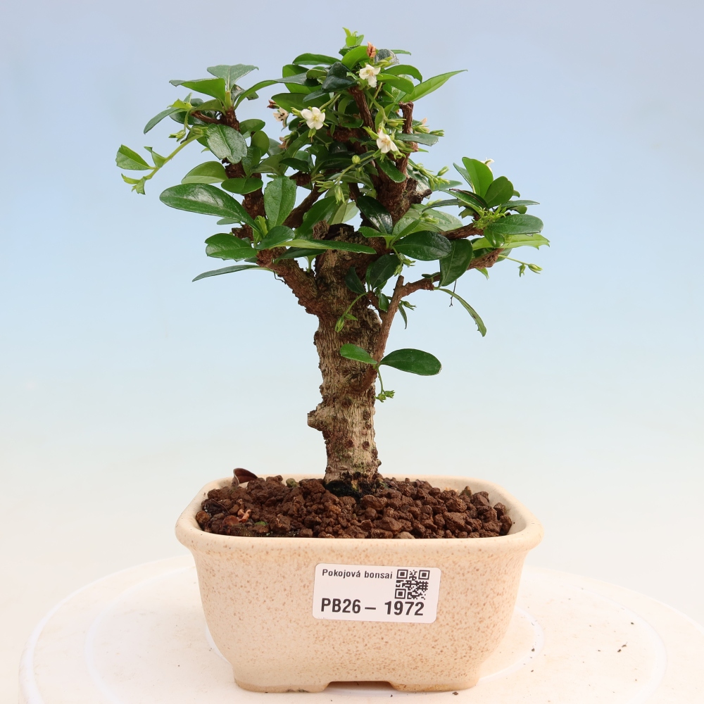 Izbové bonsaje - Carmona macrophylla - Tea fuki
