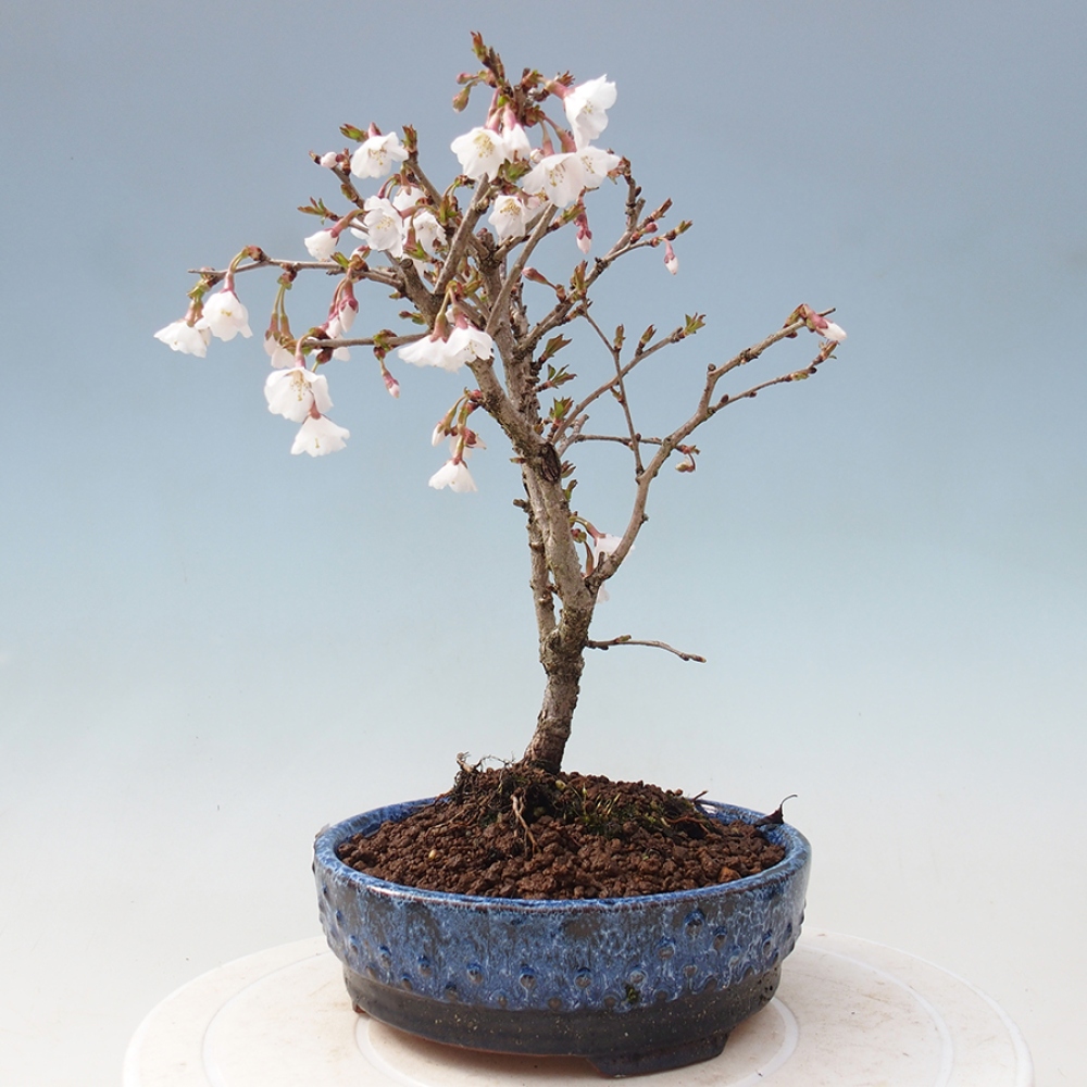 Vonkajší bonsai - Prunus incisa Kojou-no mai-Slivoň vyrezaná