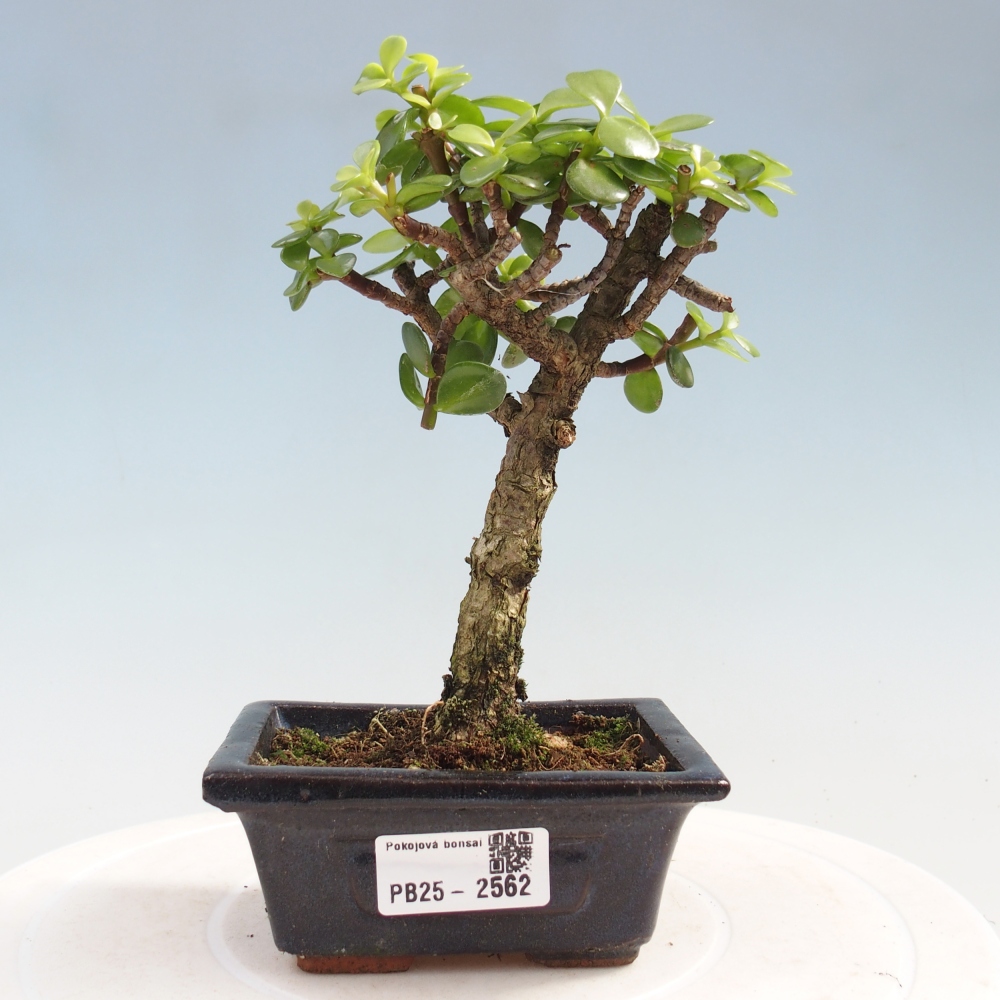 Izbová bonsai - Portulakaria Afra - Tlustice