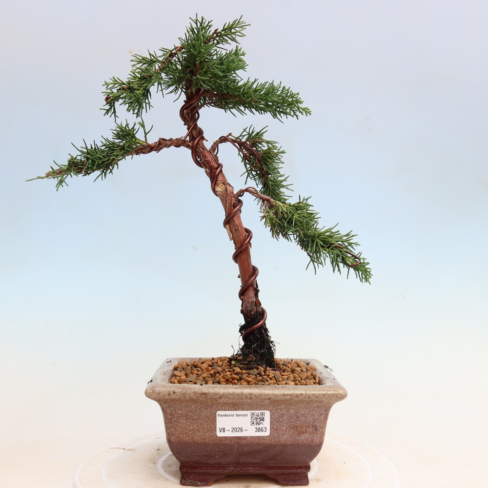 Vonkajší bonsaj - Juniperus chinensis Kishu