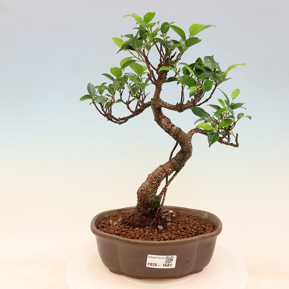 Izbový bonsaj - Ficus retusa - drobnolistý fikus