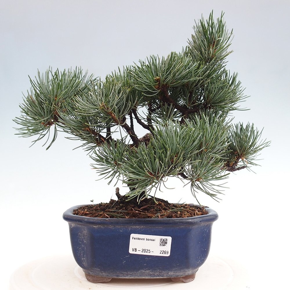 Vonkajšie bonsai - Pinus parviflora - Borovica drobnokvetá