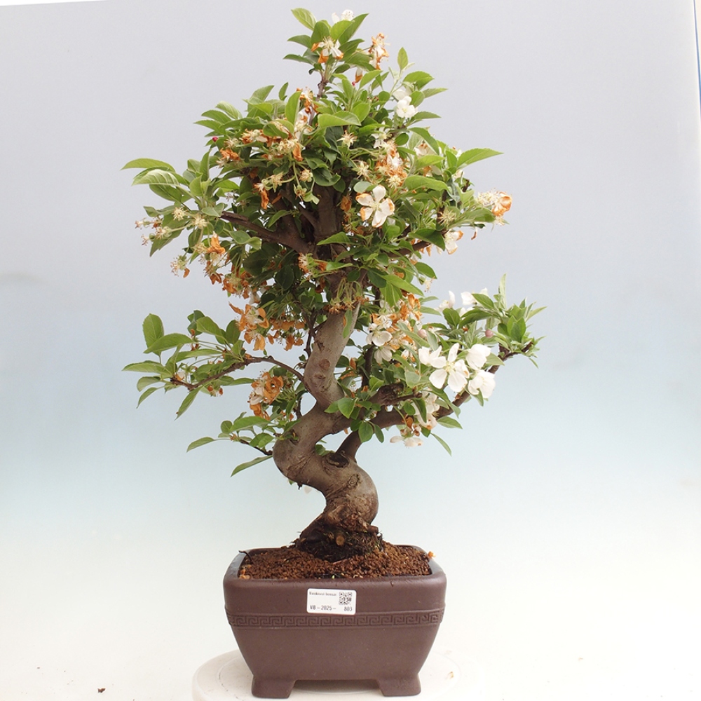 Vonkajší bonsai -Malus halliana - Maloplodá jabloň