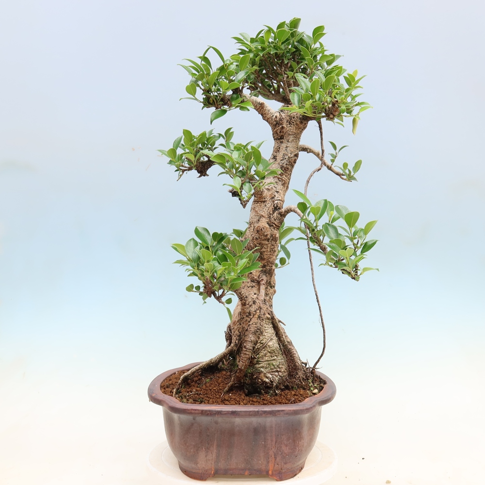 Izbové bonsaje - Ficus kimmen - drobnolistý fikus