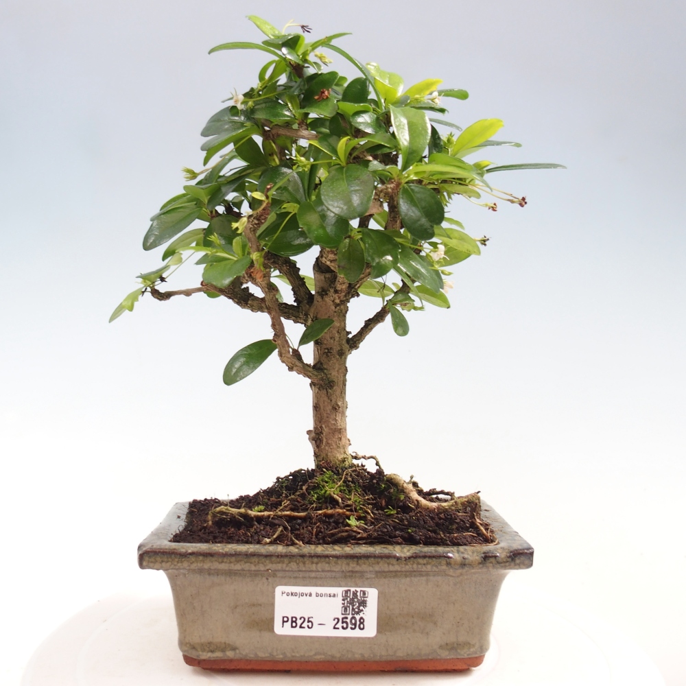 Izbová bonsai - Carmona macrophylla - Čaj fuki