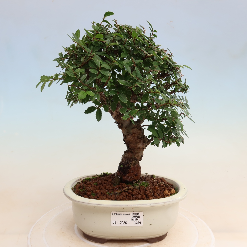 Vonkajšie bonsaje - Zelkova - Zelkova NIRE