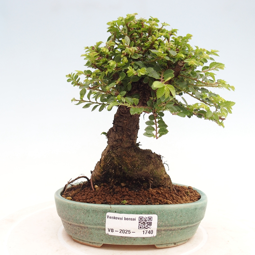 Vonkajší bonsai - Ulmus parvifolia Hokkaido - brest Činski