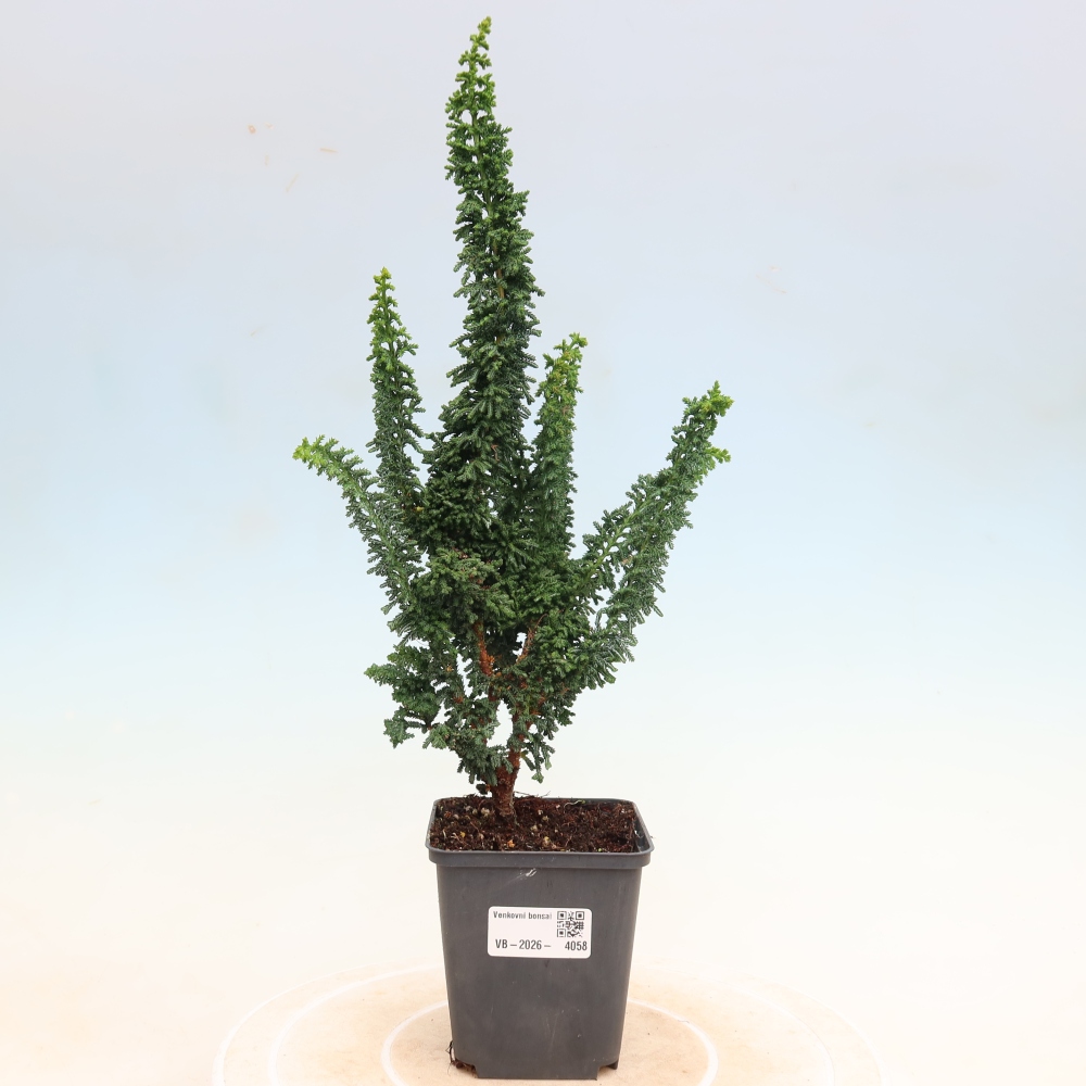 Vonkajší bonsaj - Cham. obtusa SEKKA HINOKI - Cypruštek