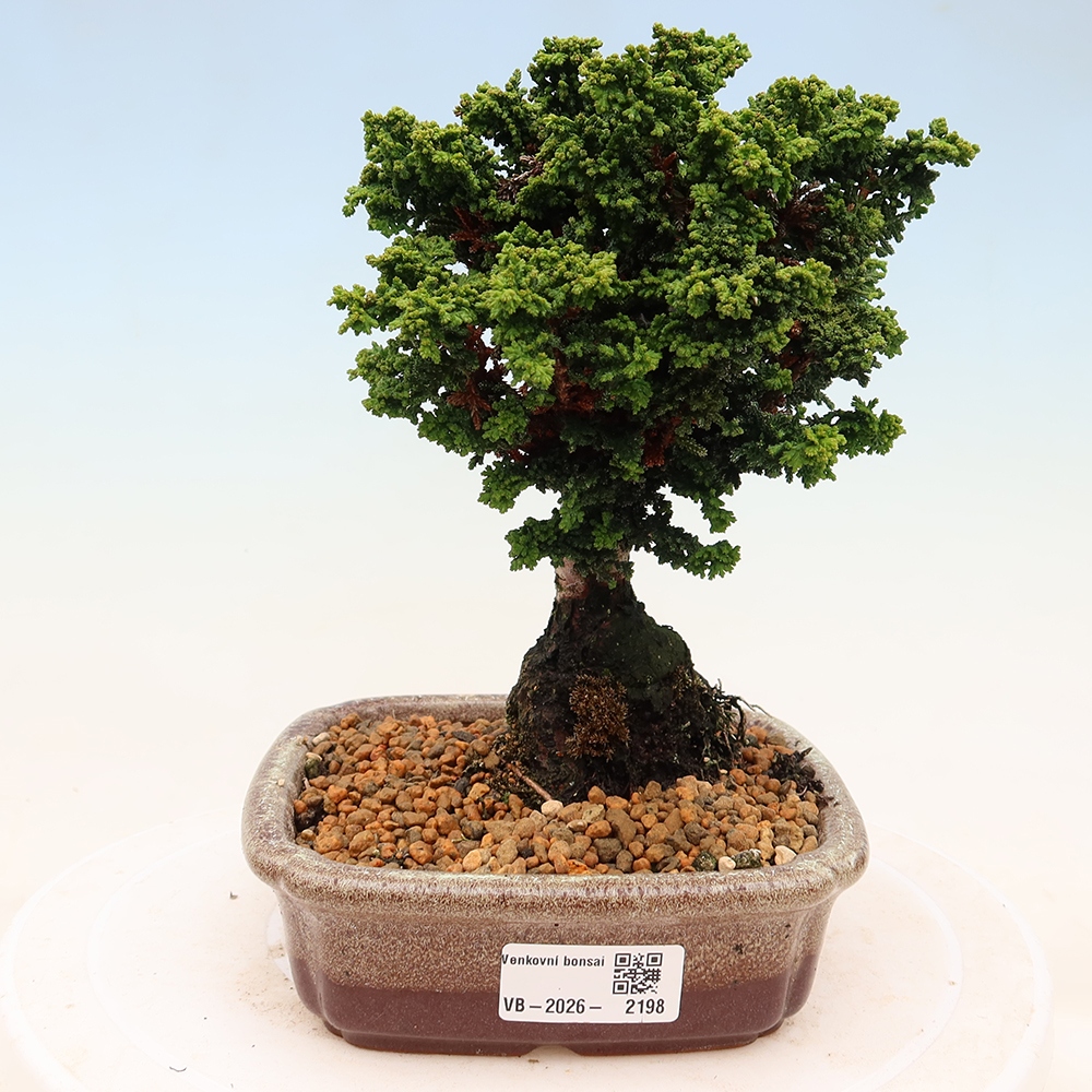 Vonkajší bonsaj - Cham. obtusa SEKKA HINOKI - Cypruštek