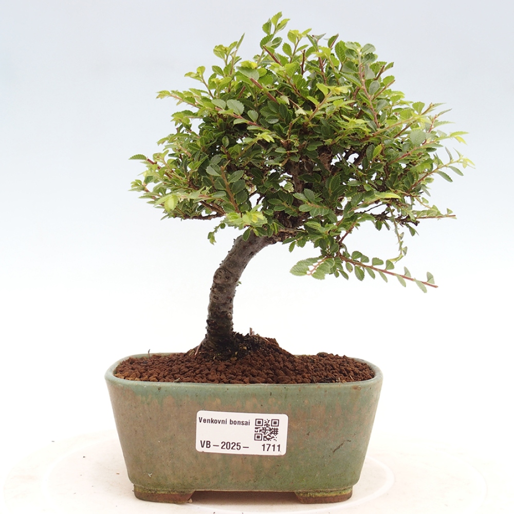 Vonkajší bonsai - Ulmus parvifolia Sagei - Malolistý brest