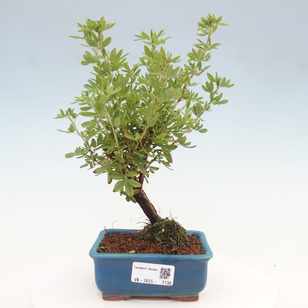 Vonkajšia bonsai-Nátržník krovitá - potentila fruticosa yellow Bird