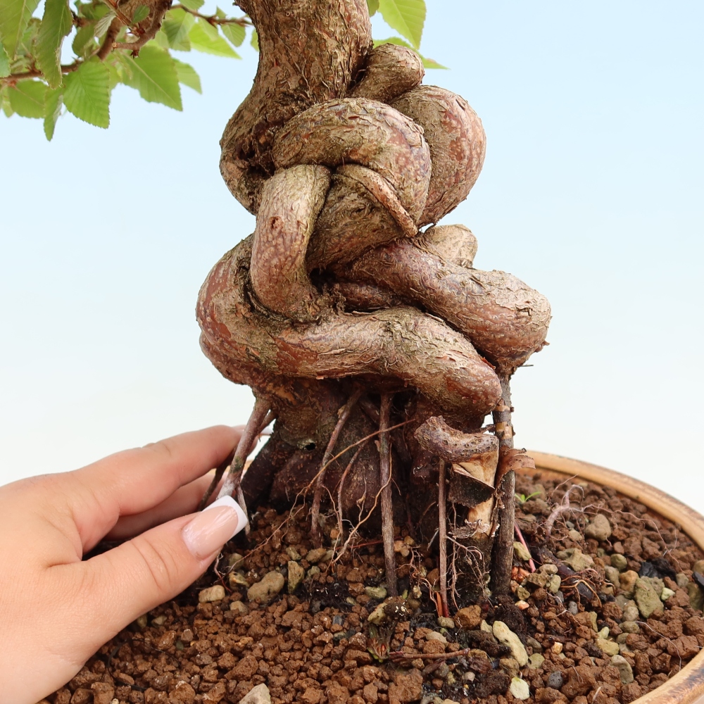 Vonkajší bonsaj -Carpinus coreana - Hrab kórejský