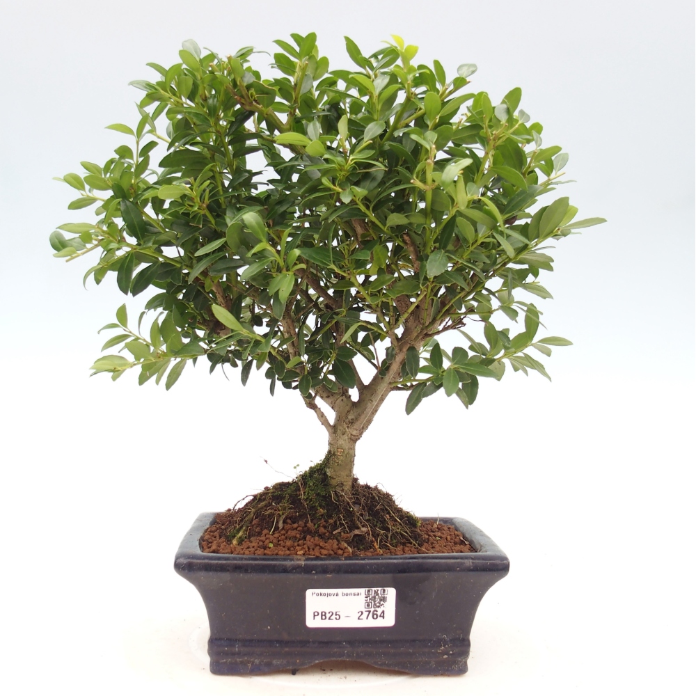 Servis bonsai - Ilex crenata - Cezmína