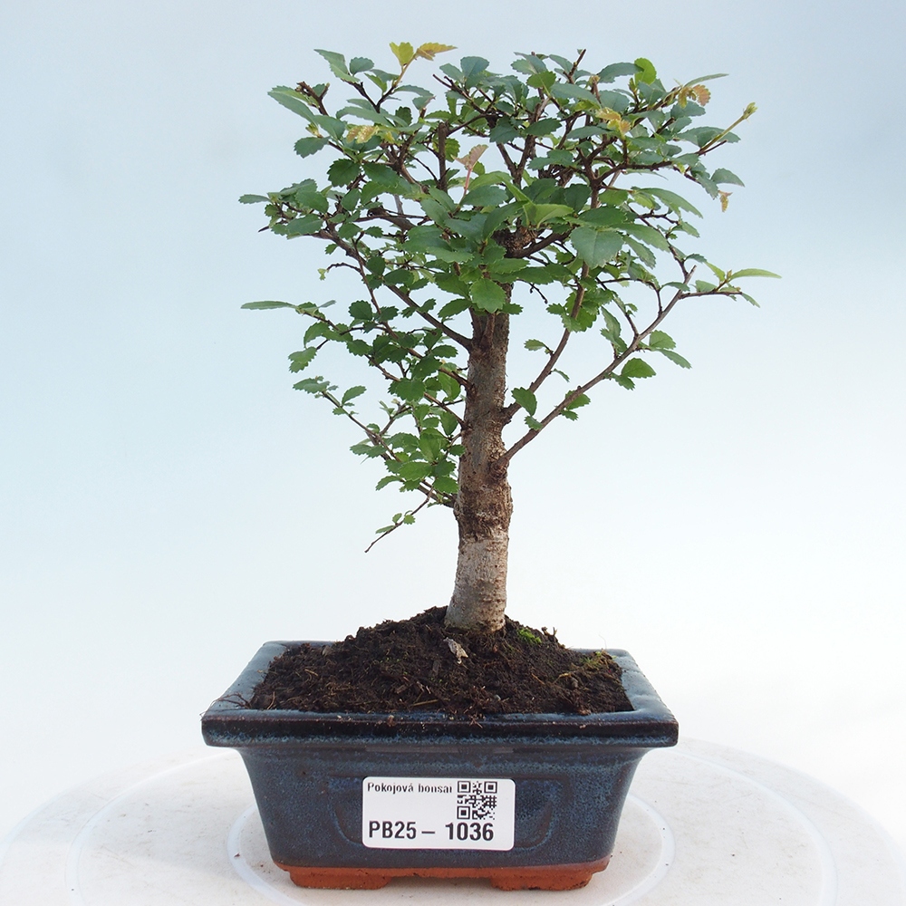 Izbová bonsai - Ulmus parvifolia - Malolistý brest