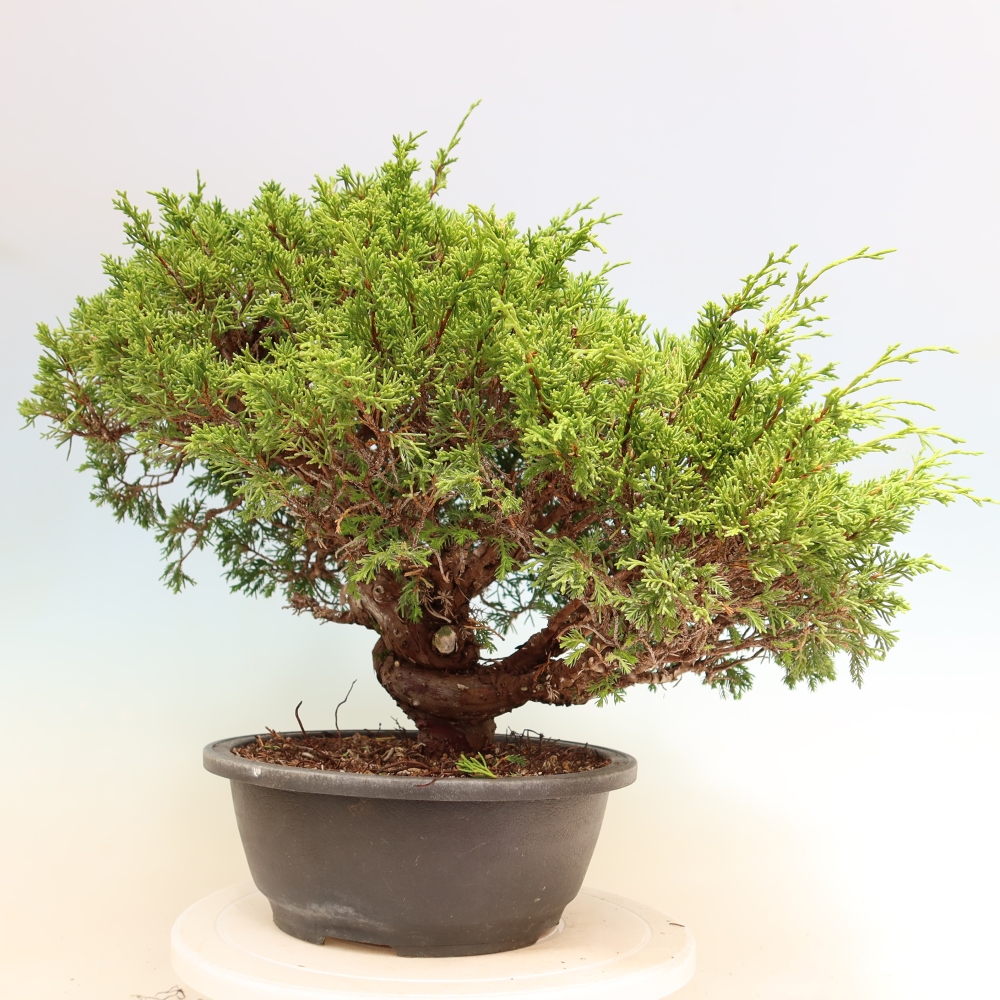 Vonkajší bonsai – Juniperus chinensis Itoigawa – čínsky jalovec