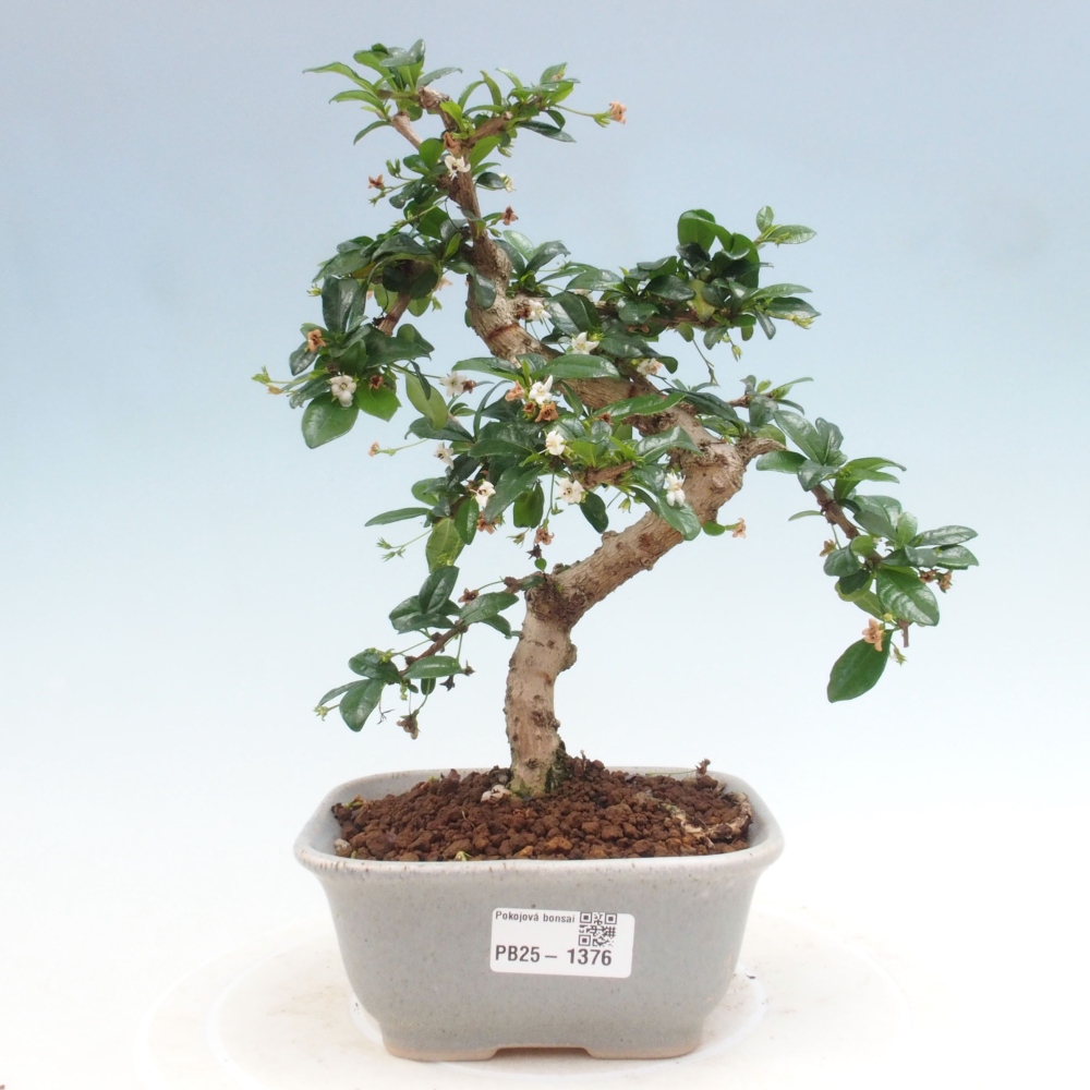 Izbová bonsai - Carmona macrophylla - Čaj fuki