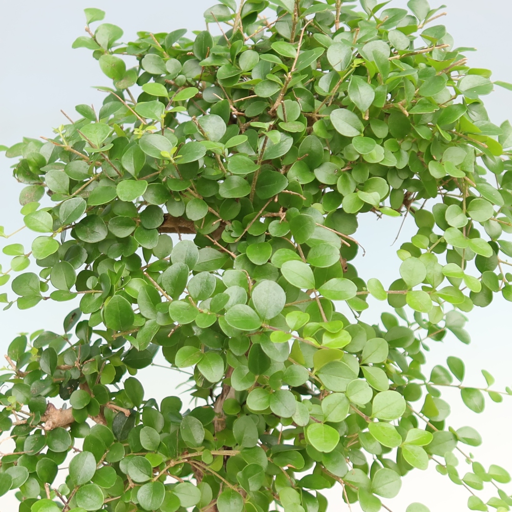Izbový bonsaj -Ligustrum retusa - drobnolistý vtáčí zob