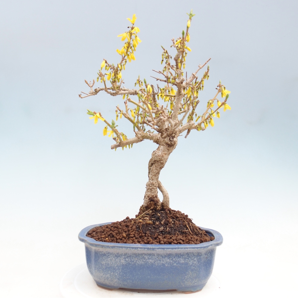 Vonkajšie bonsaje - Zlatice - Forsythia koreana
