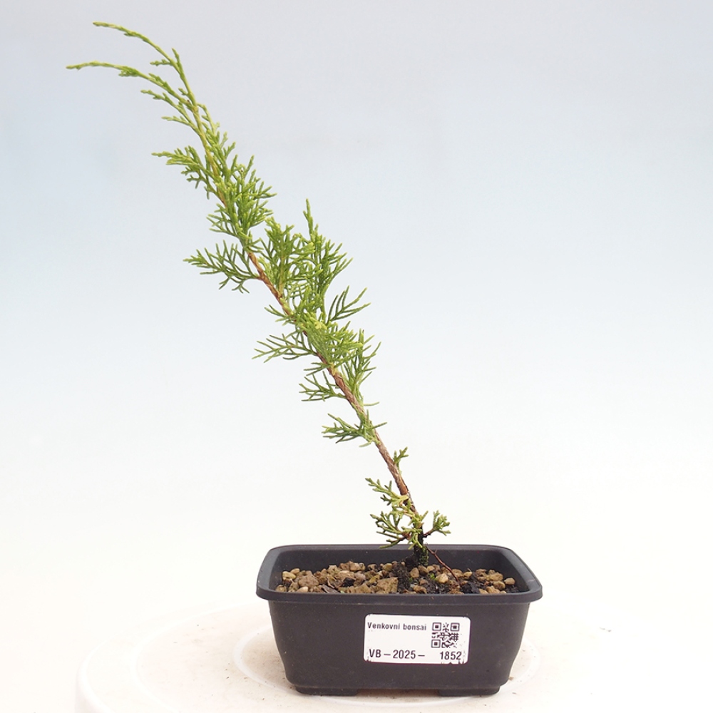 Vonkajší bonsai - Juniperus chinensis Itoigawa -Jalovec čínsky