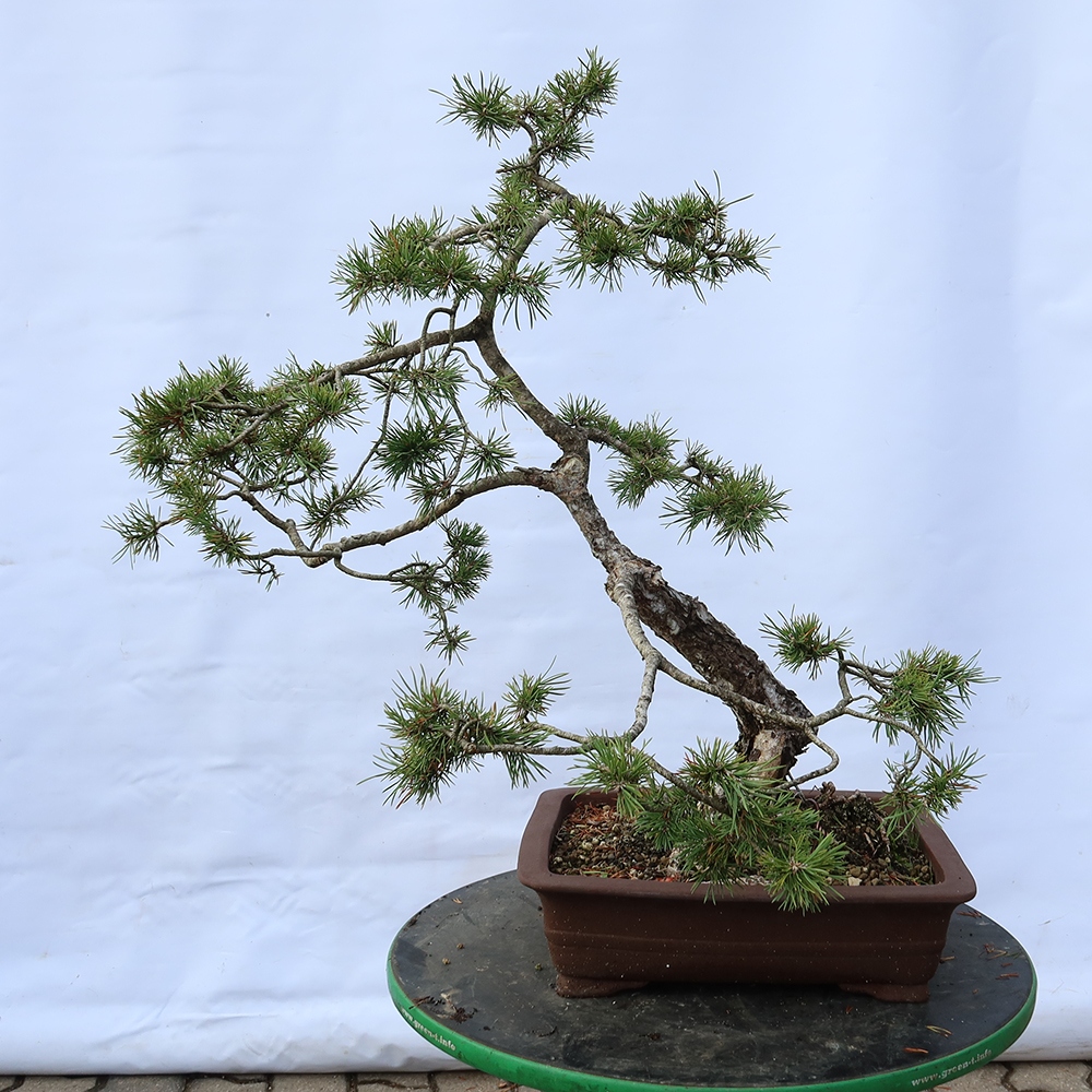 Pinus sylvestris Španielsko – borovica lesná