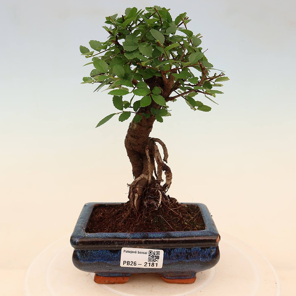 Izbový bonsaj - Ulmus parvifolia - brest malolistý