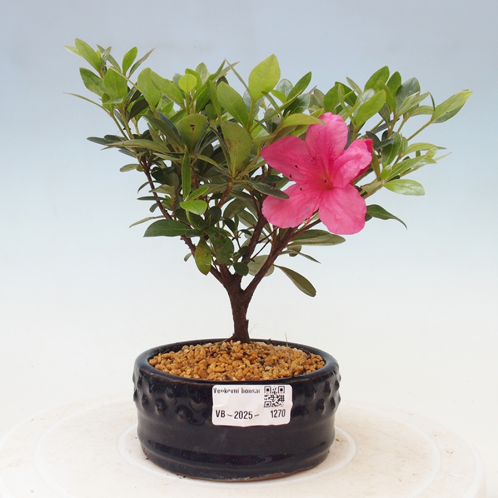 Vonkajší bonsai - Japonská azalka - Azalea sp.