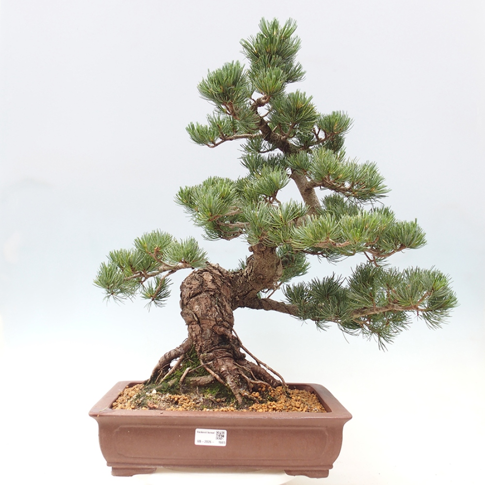 Vonkajšie bonsaje - Pinus parviflora - Pinus parviflora