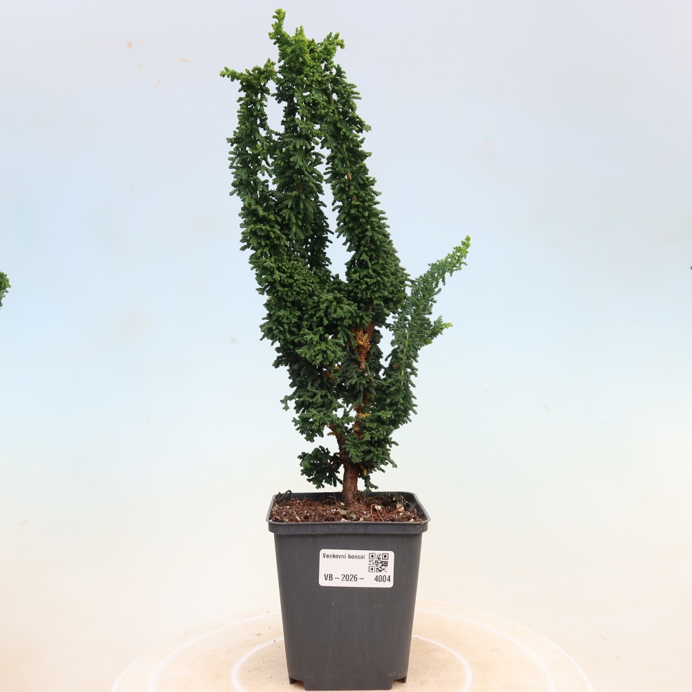 Vonkajší bonsaj - Cham. obtusa SEKKA HINOKI - Cypruštek