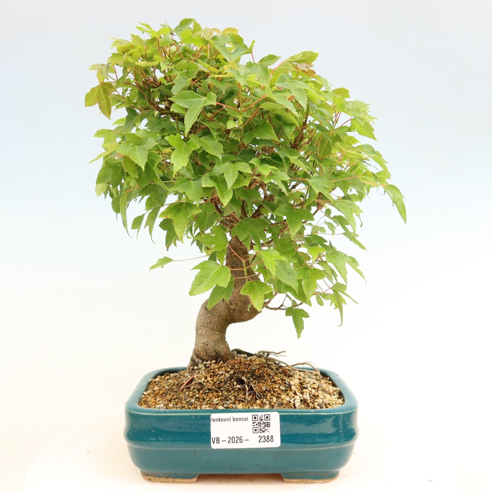 Vonkajšie bonsaje - Javor Burger - Acer Burgerianum