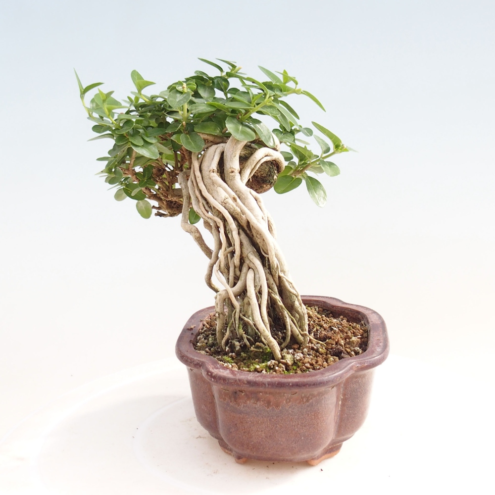 Izbová bonsai - Premna serratifolia - Kozlovoň malolistá