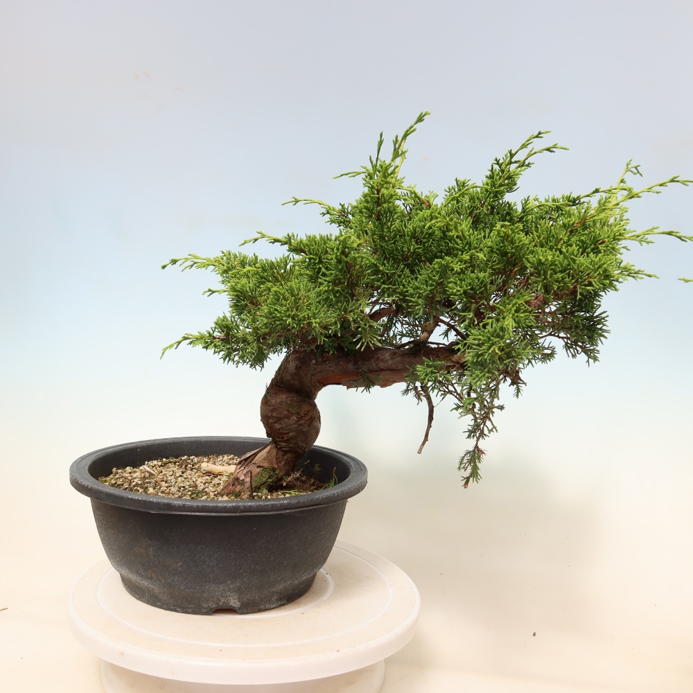 Vonkajší bonsai – Juniperus chinensis Itoigawa – čínsky jalovec