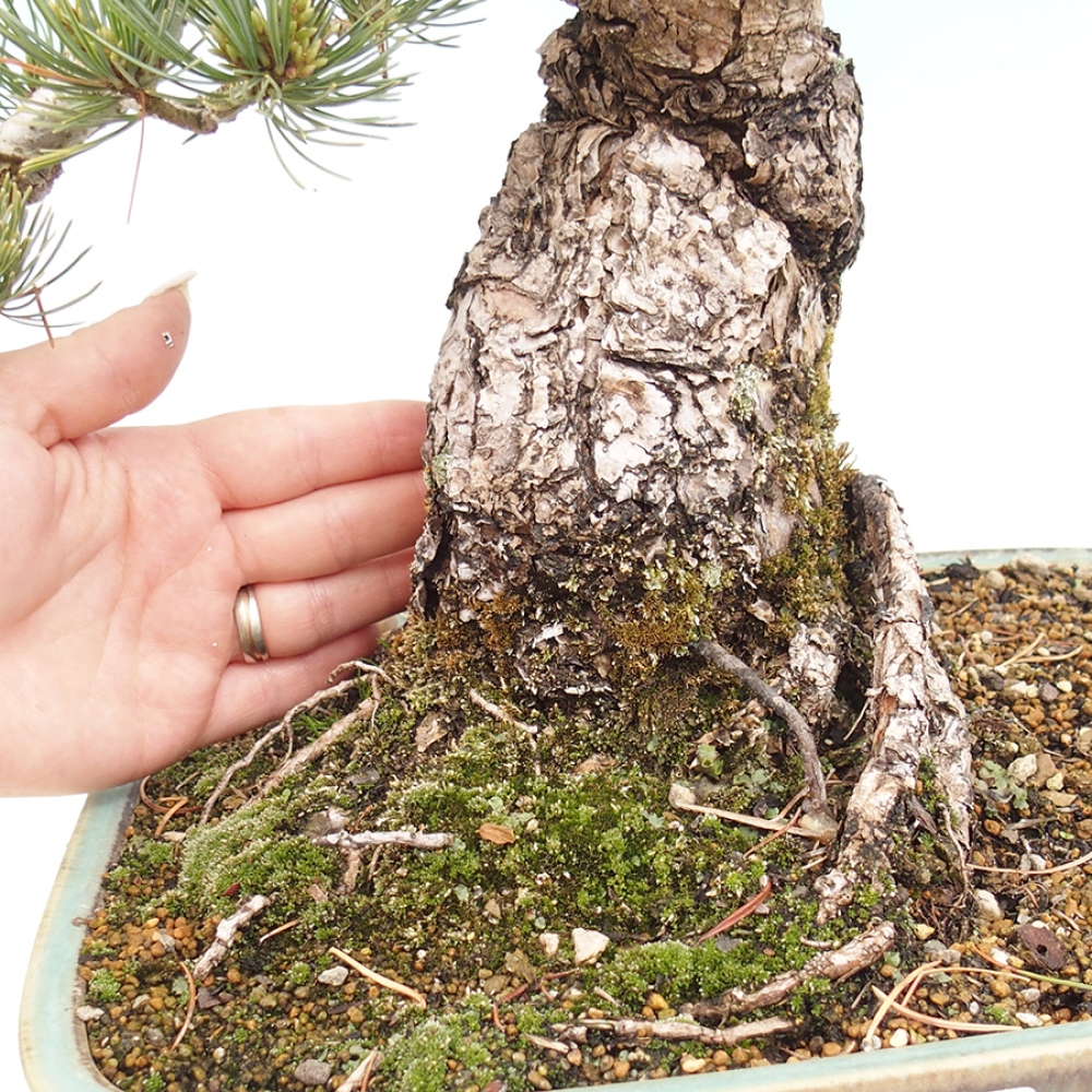 Vonkajšie bonsaje - Pinus parviflora - Pinus parviflora