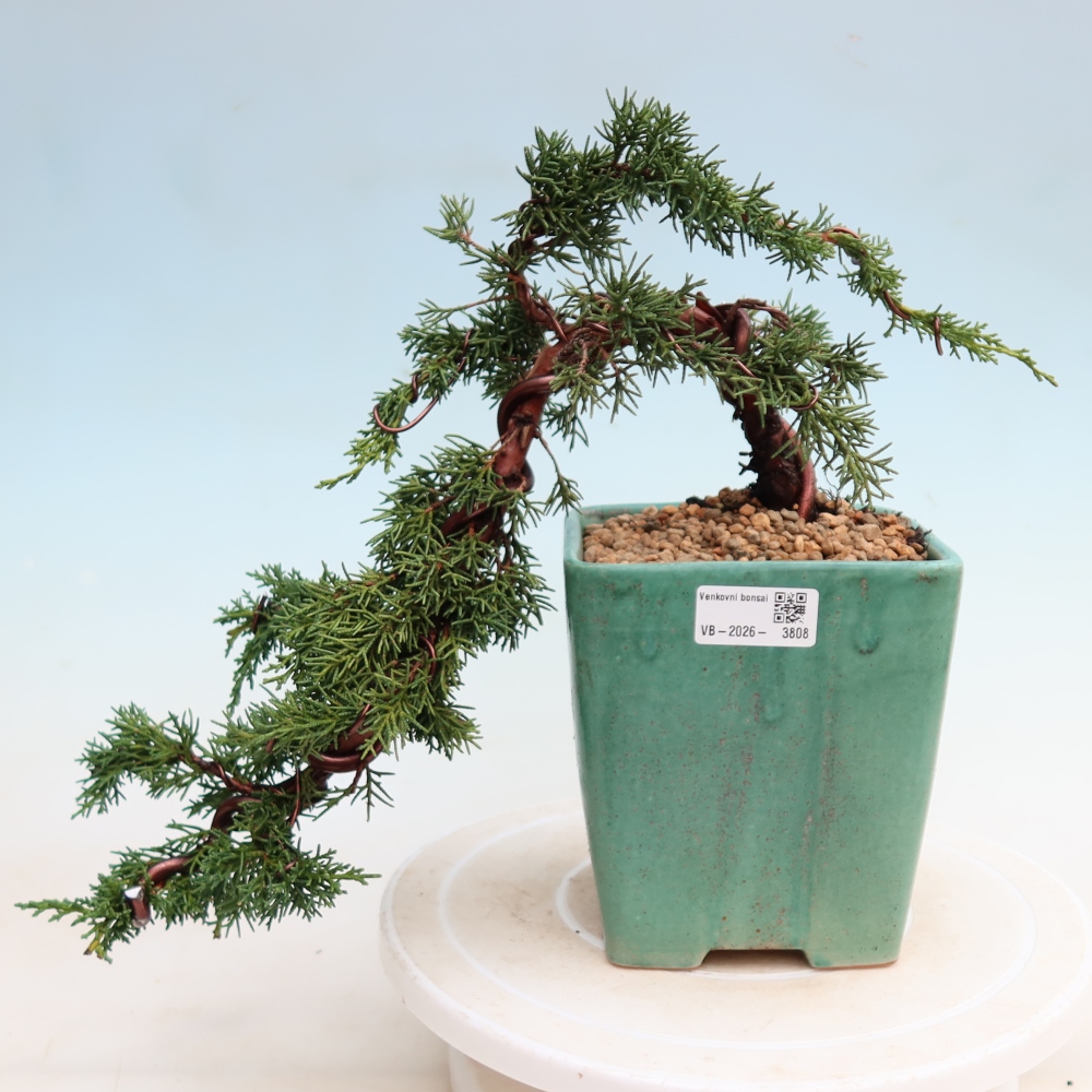 Vonkajší bonsaj - Juniperus chinensis Kishu