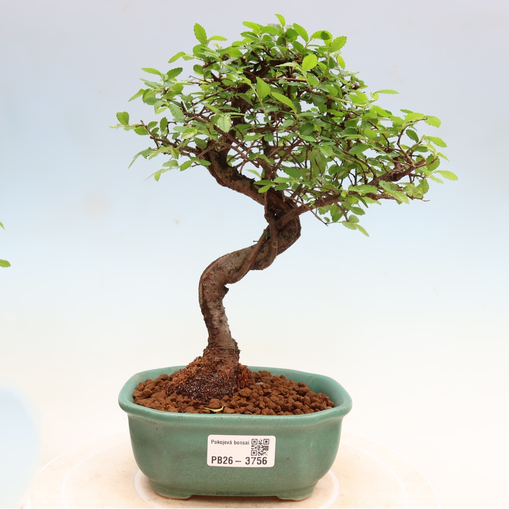 Izbový bonsaj - Ulmus parvifolia - brest malolistý