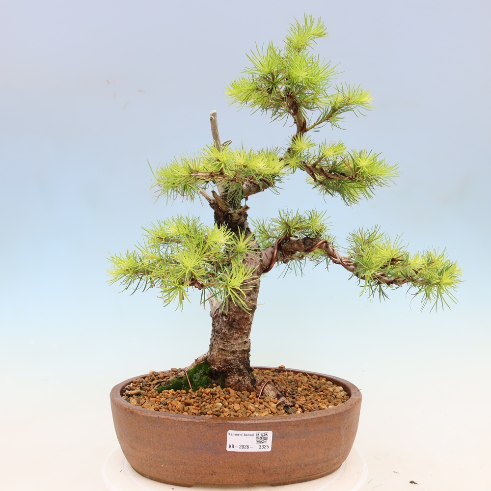 Vonkajšie bonsaje -Larix decidua - Smrekovec