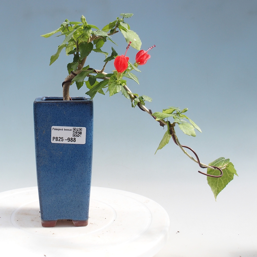 Izbová bonsai - Malvaviscus arboreus - ibištekovec drevnatý