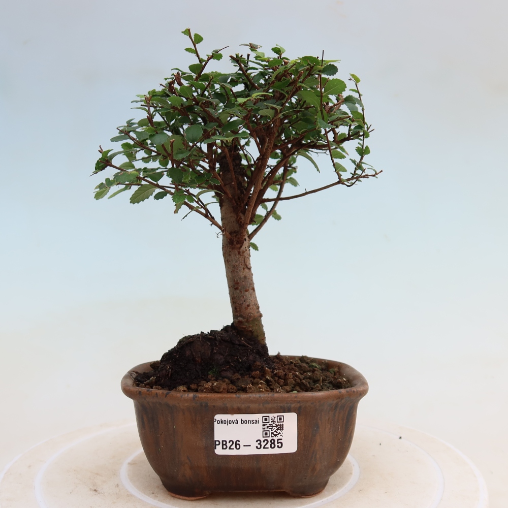 Izbový bonsaj - Ulmus parvifolia - brest malolistý
