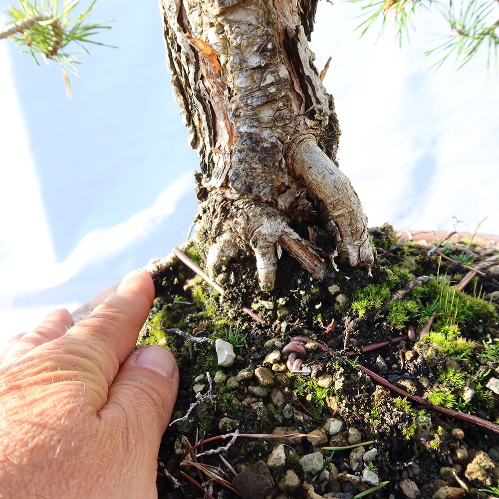 Pinus sylvestris Španielsko – borovica lesná