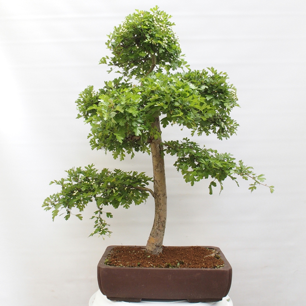 Vonkajší bonsai - Hloh - Crataegus monogyna
