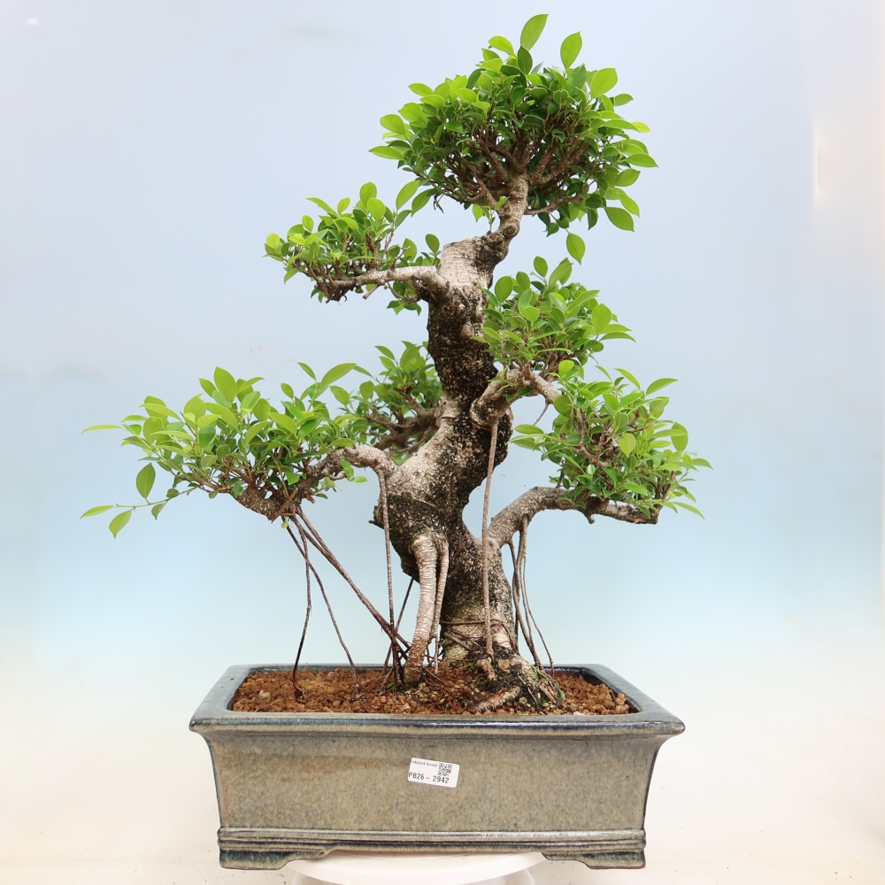 Izbové bonsaje - Ficus kimmen - drobnolistý fikus